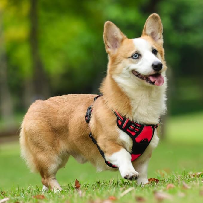 rabbitgoo Dog Harness No Pull - Image 8