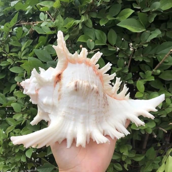 YZHZOM 5.5‘’ to 6.3‘’ Large Natural Conch Shell Fish Tank Hideout Fish Tank - Image 7