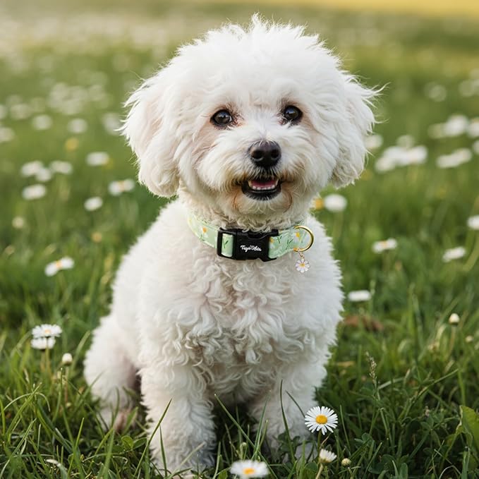 Dog Collar with Daisy Patterns, Spring Summer Collection Green Dog Collar with - Image 7