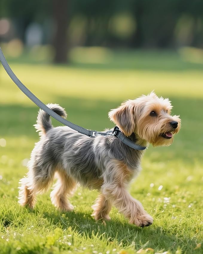 Joytale Small Dog Collar, Durable Double-Sided Reflective Nylon Collar - Image 6