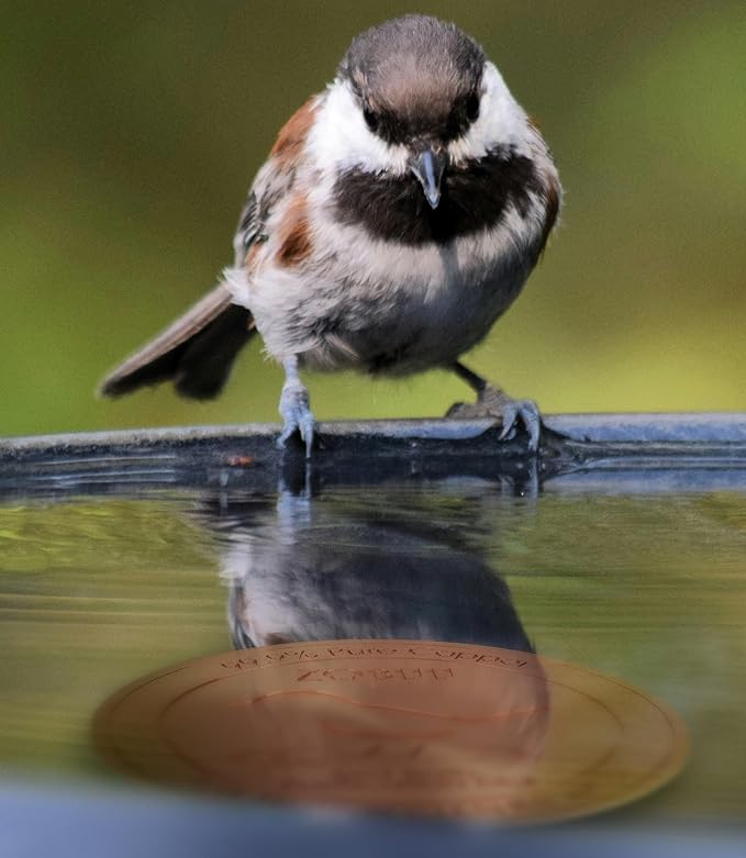 2 Pack Bird Bath Copper Disk, 0.6mm Thickness 99.9% Pure Copper Bird Bath - Image 6