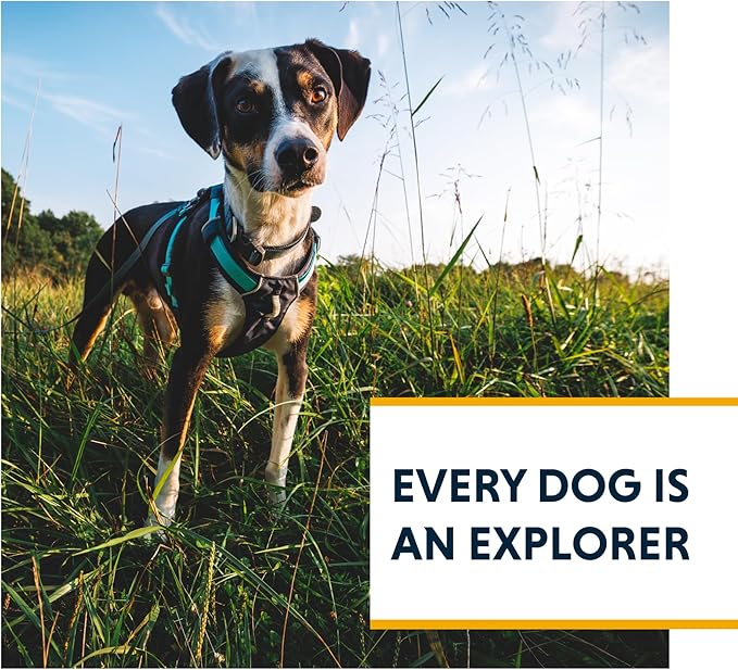Ruffwear, Hi & Light, Everyday Lightweight Dog Harness, Trail Running, All-Day - Image 9
