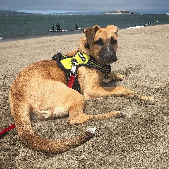 rabbitgoo Dog Harness No Pull - Image 8
