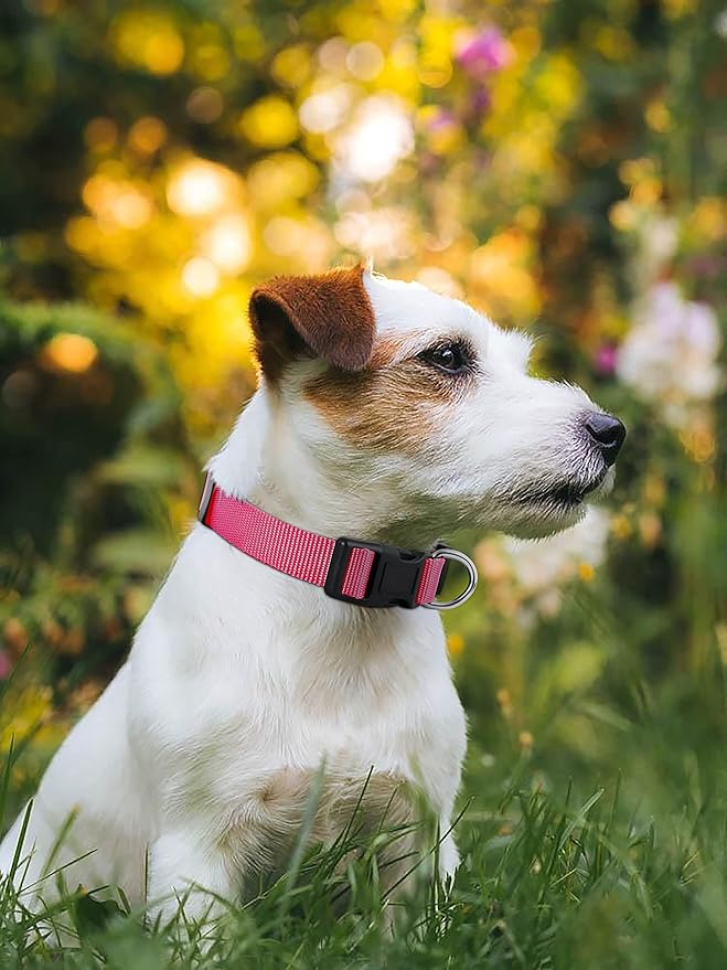 Native Pup Basic Nylon Dog Collar, Adjustable - Image 6