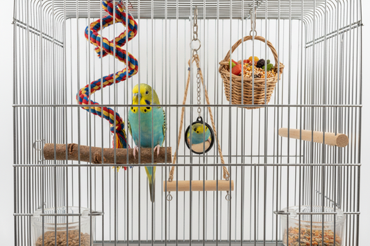 Must-Have Supplies for Happy Pet Birds