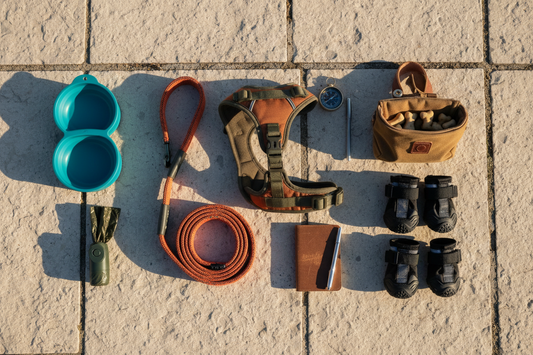 Essential Dog Walking Gear for Every Adventure