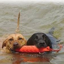 KONG Training Dummy Rope Bumper Dog Toy - Image 4