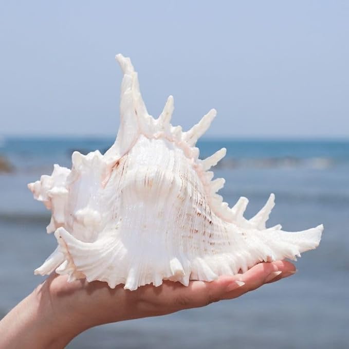 YZHZOM 5.5‘’ to 6.3‘’ Large Natural Conch Shell Fish Tank Hideout Fish Tank - Image 4