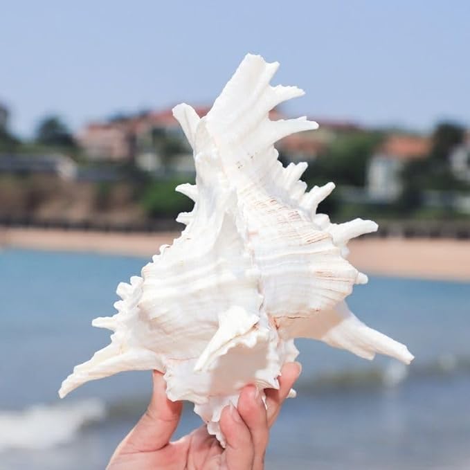 YZHZOM 5.5‘’ to 6.3‘’ Large Natural Conch Shell Fish Tank Hideout Fish Tank - Image 3