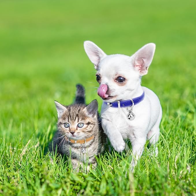 Black XS Dog Collar with Bell Leather Puppy Collar with Bell Adjustable Buckle - Image 3