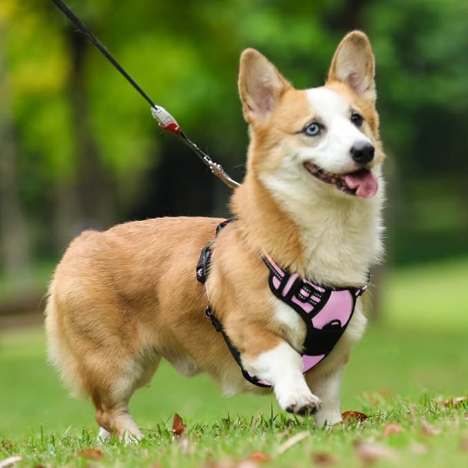 rabbitgoo Dog Harness No Pull - Image 8