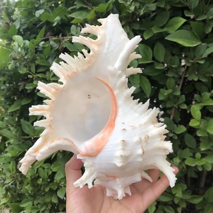 YZHZOM 5.5‘’ to 6.3‘’ Large Natural Conch Shell Fish Tank Hideout Fish Tank - Image 6