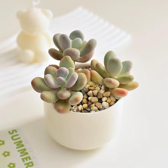 FANTIAN 10 lbs Aquarium Pea Gravel, 3/8 Inch Polished Pebbles. Decorative - Image 6