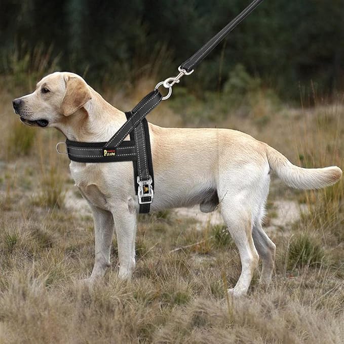 Plutus Pet No Pull Dog Harness - Image 5