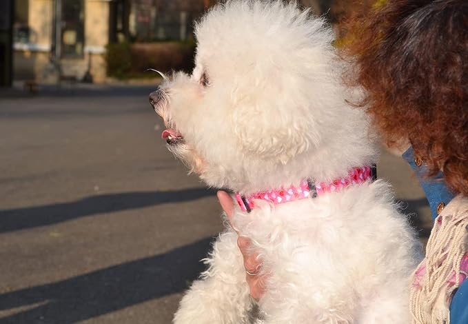Mihqy Dog Collar - Image 4