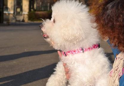 Mihqy Dog Collar - Image 4