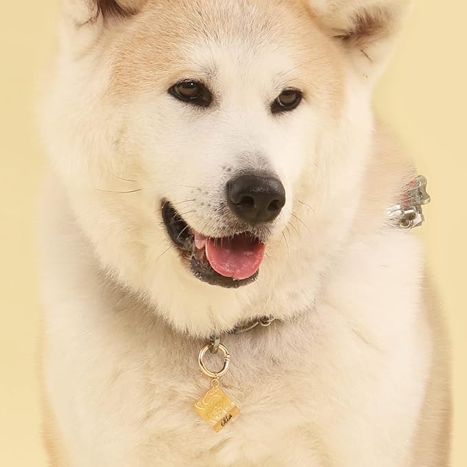 Dogs ID Tags Personalized Front and Back Engraving Brass Adventure Map Shape - Image 2