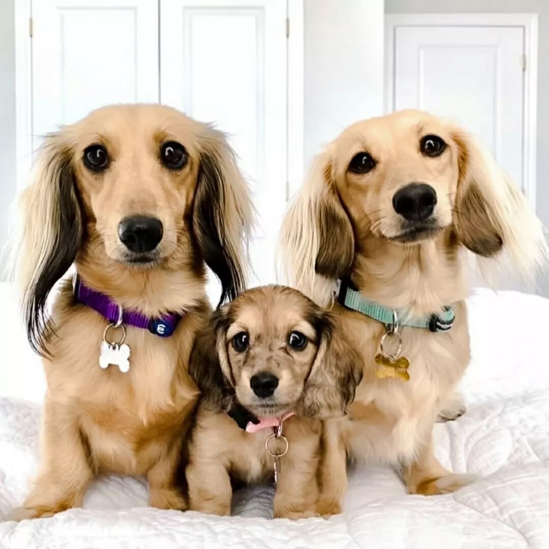 Blueberry Pet Essentials Matching Adjustable & Durable Classic Solid Color Nylon Dog Collars for Medium Dogs | Highlighter Yellow Collar Medium Girl and Boy Dogs for Pet Owner