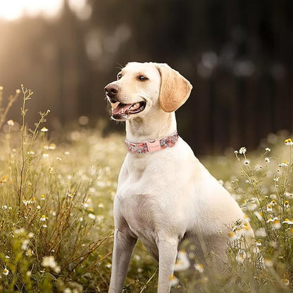Unique Style Paws Pink Rose Collar Metal Buckle Dog Collar Flower Gift Durable - Image 3