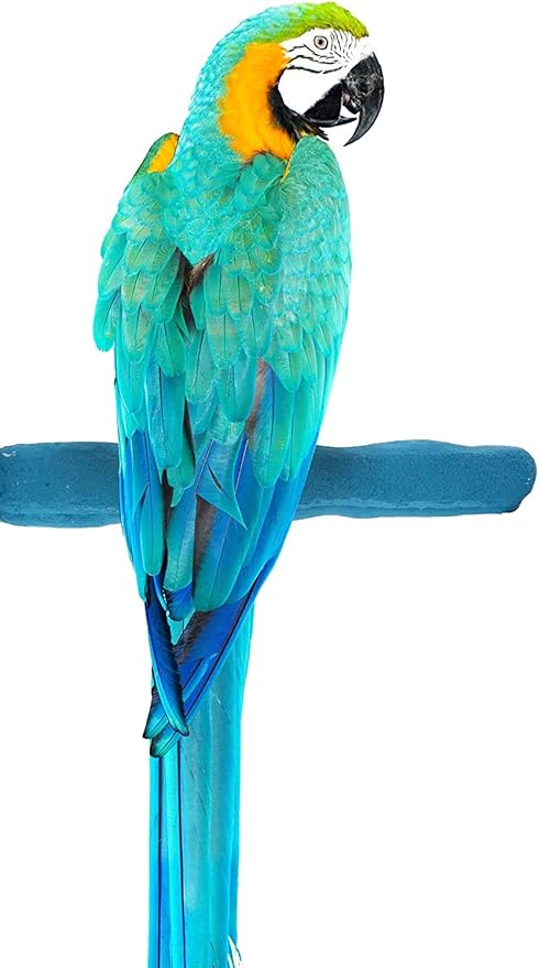 Sweet Feet and Beak Comfort Grip Safety Perch by SweetFeetBeak