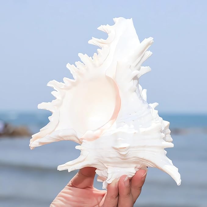 YZHZOM 5.5‘’ to 6.3‘’ Large Natural Conch Shell Fish Tank Hideout Fish Tank - Image 2