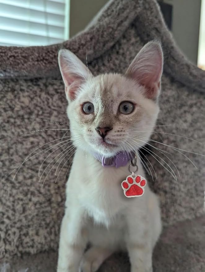 Laser Etched Stainless Steel Pet ID Tags Custom Personalized - Image 8