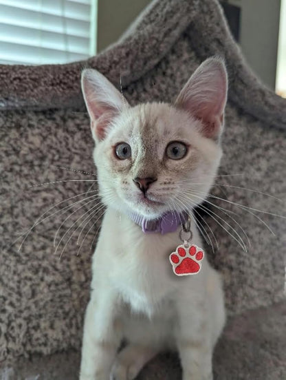 Laser Etched Stainless Steel Pet ID Tags Custom Personalized - Image 8