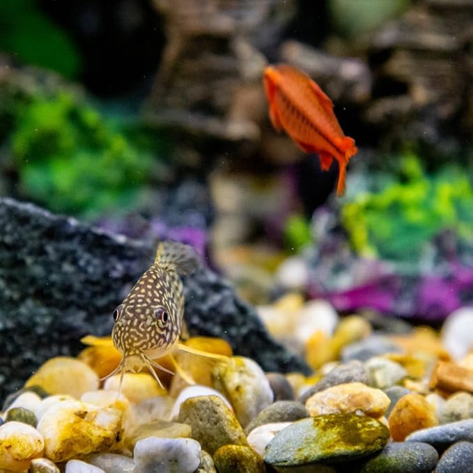YISZM 2lbs Aquarium Rocks, 5/8" Natural Mixed Pebbles - Image 3