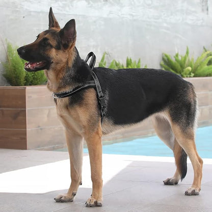 Plutus Pet No Pull Dog Harness - Image 5