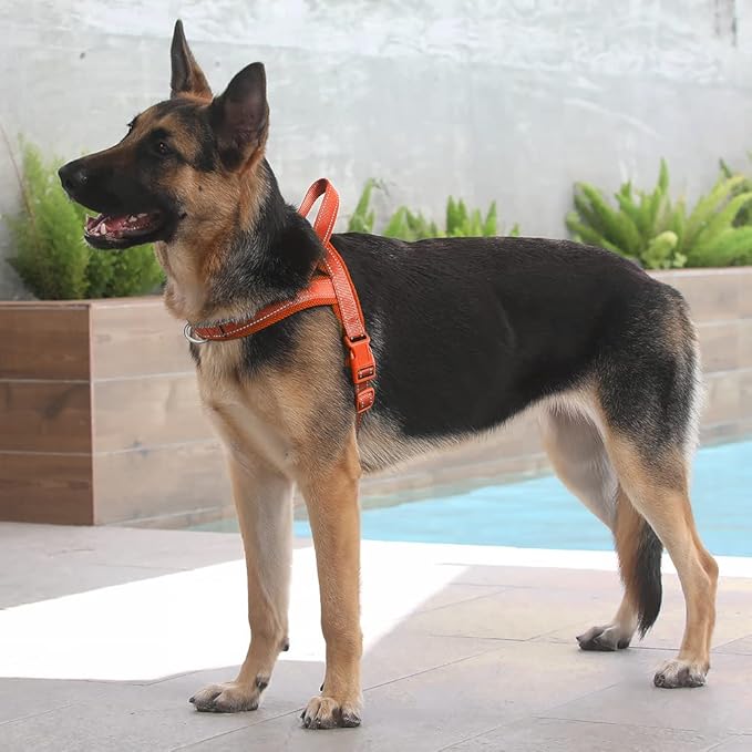Plutus Pet No Pull Dog Harness - Image 5