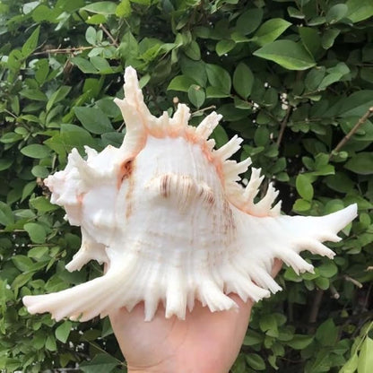 YZHZOM 5.5‘’ to 6.3‘’ Large Natural Conch Shell Fish Tank Hideout Fish Tank - Image 7
