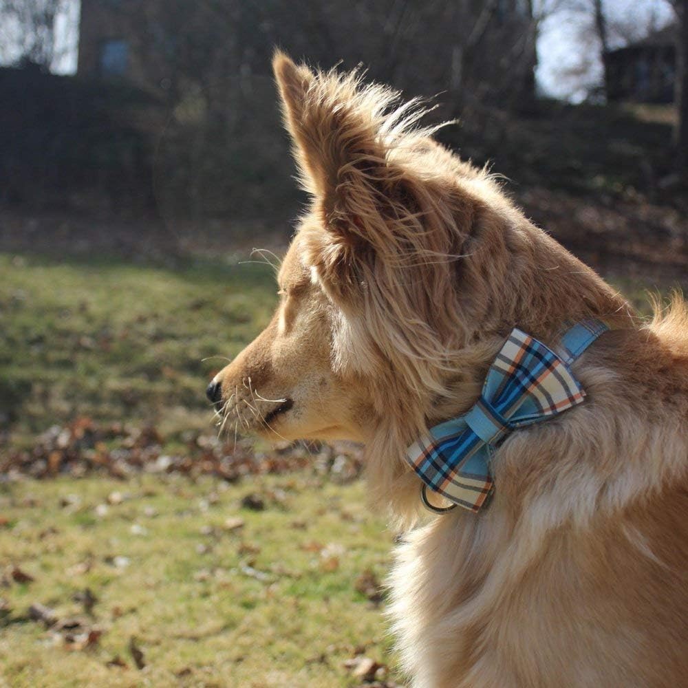 Lionet Paws Boy Dog Collar with Bowtie, Comfortable Adjustable Cute Blue Plaid Bow Tie Collar for Male Dogs Gift, Medium, Neck 13.5-22 inches
