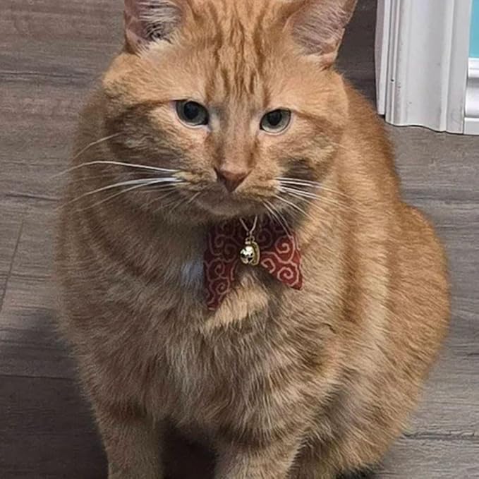 Bunny Ears Cat Collar, Japan Lucky ‘開三運’ Charm. Safety Breakaway Bowtie Kitten - Image 8