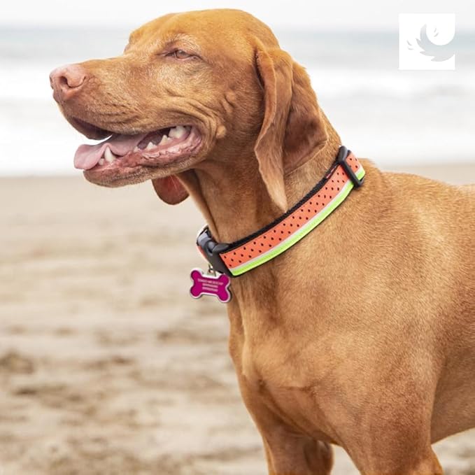 RC Pets Clip Collar | Reflective Label - Image 6