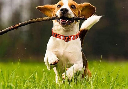 Mihqy Halloween Dog Collar - Image 7