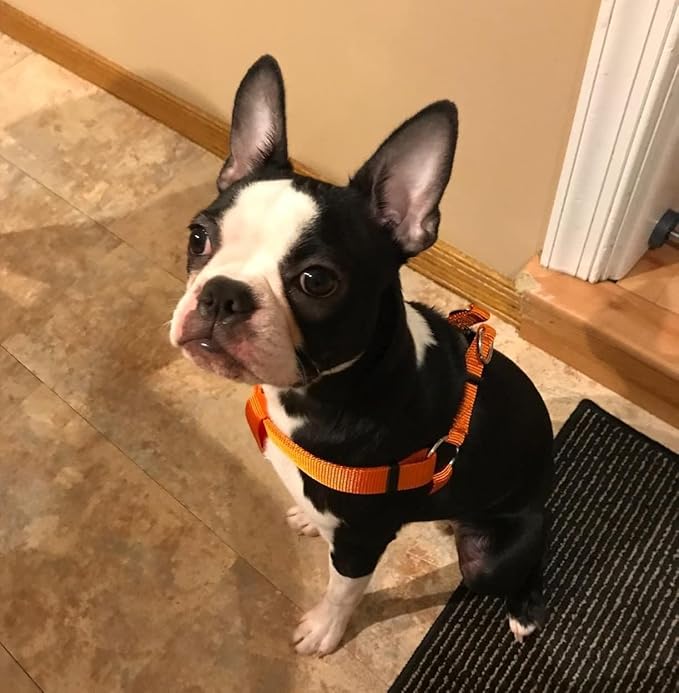 PUPTECK No Pull Dog Harness Soft Adjustable Basic Nylon Step in Puppy Vest - Image 6