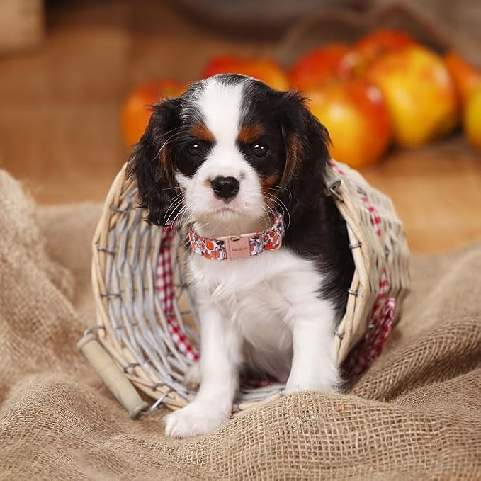 Unique style paws Dog Collar Metal Buckle Collar - Image 3