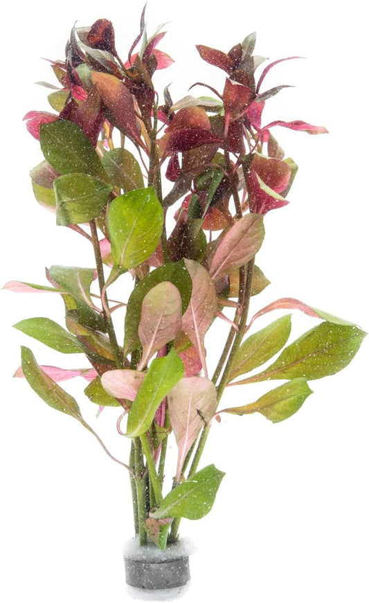 SubstrateSource Live Aquarium Stem Plants - Freshwater Aquatic Plant for Fish Tanks, Aquascaping - (Limnophila Belem, 4 Bunches)