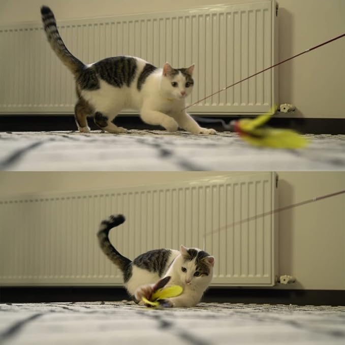 MeoHui 11PCS Cat Feather Toys Refills, Interactive Cat Wand Toy Replacement - Image 5