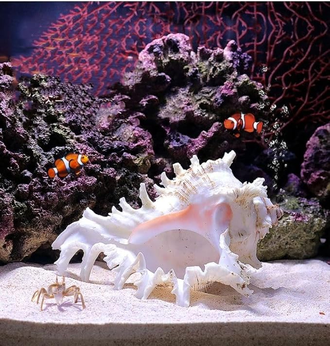 YZHZOM 5.5‘’ to 6.3‘’ Large Natural Conch Shell Fish Tank Hideout Fish Tank by YZHZOM