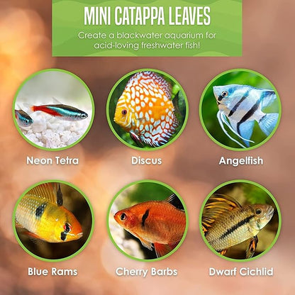 SunGrow 100 pcs Catappa Indian Almond Leaves - Image 8
