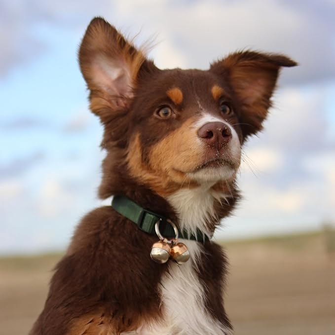 Beau's Bells 2 Extra Loud Cat & Dog Bells | Pet Tracker | Save Birds & Wildlife - Image 3