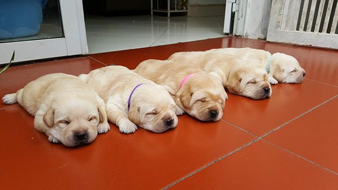 GAMUDA 20 Newborn Puppy Collars – Super Soft Double Velvet Whelping Puppy - Image 2
