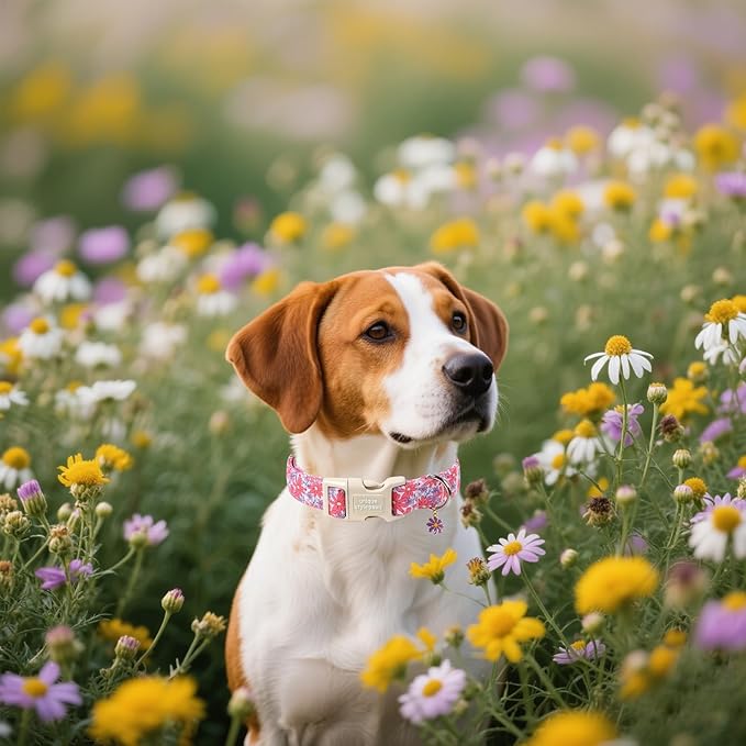 Unique style paws Dog Collar Plastic Buckle - Image 5