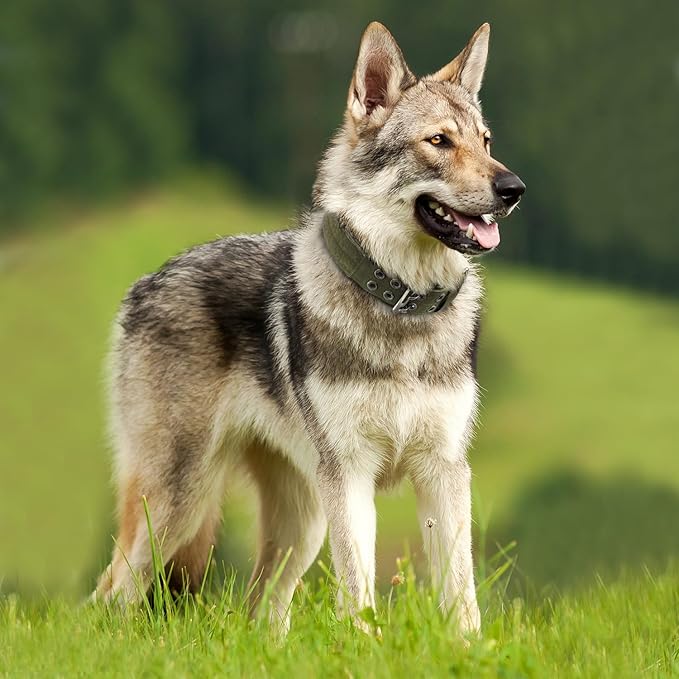 Heavy Duty Dog Collar for Large Dogs, Tactical Dog Collars - Image 7