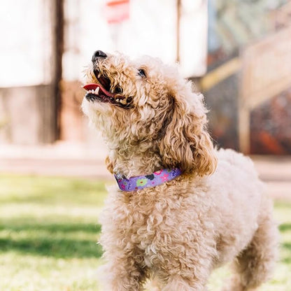 QQPETS Adjustable Soft Dog Collar: Print Flower Pink Multicolor Cute Patterns - Image 6
