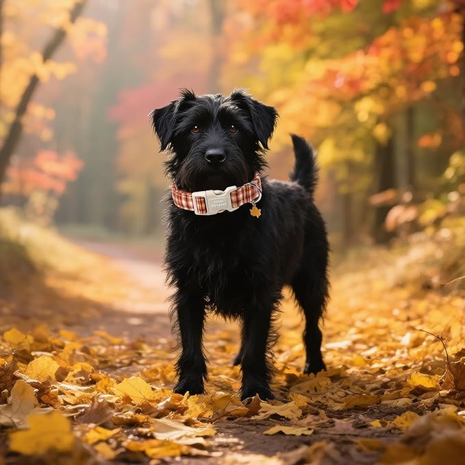 Unique style paws Dog Collar Plastic Buckle - Image 4