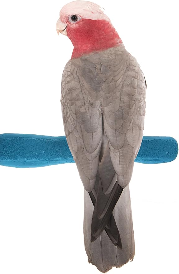 Sweet Feet and Beak Comfort Grip Safety Perch by SweetFeetBeak