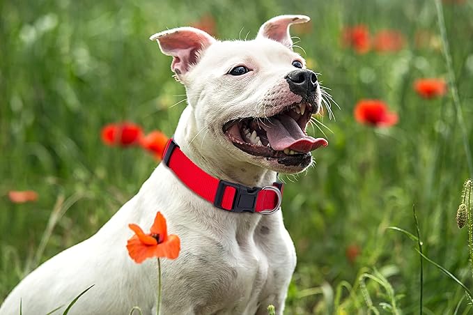 Native Pup Basic Nylon Dog Collar, Adjustable - Image 6