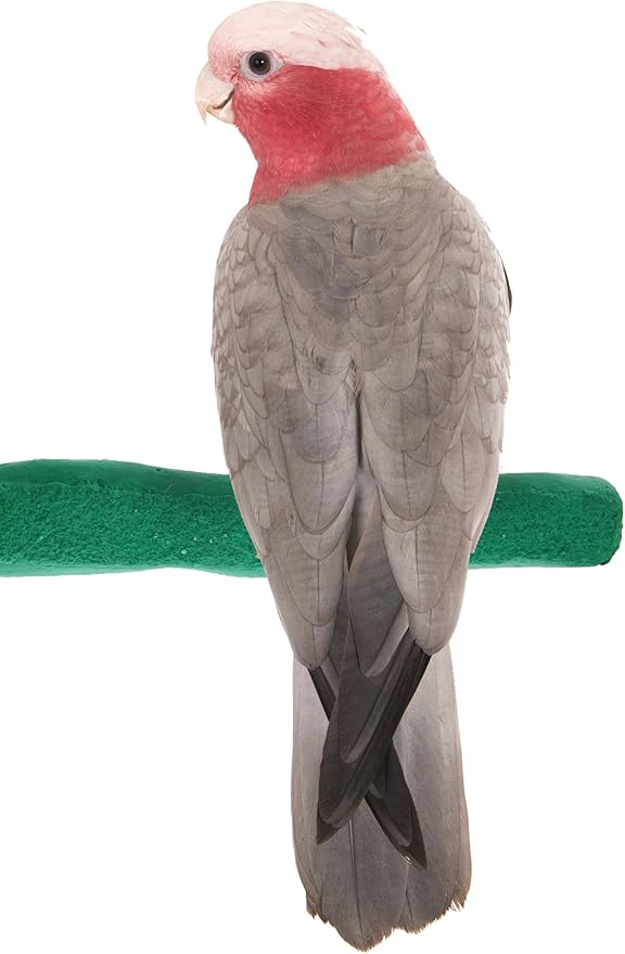Sweet Feet and Beak Comfort Grip Safety Perch by SweetFeetBeak